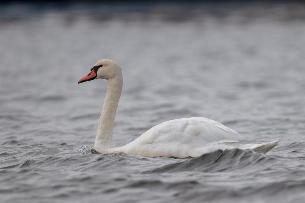 Cygne tuberculé - ML643291659