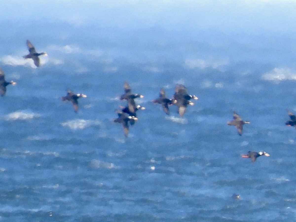 Surf Scoter - ML643291662