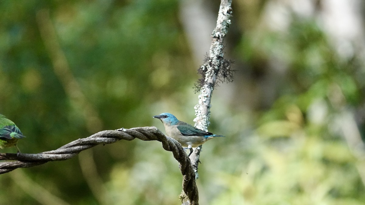 Black-legged Dacnis - ML643291663