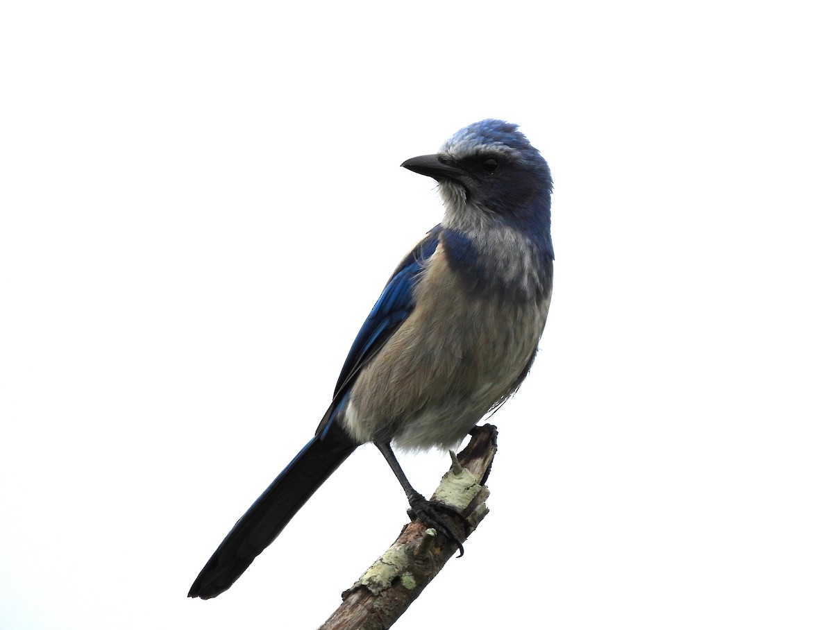 Florida Scrub-Jay - ML643291666