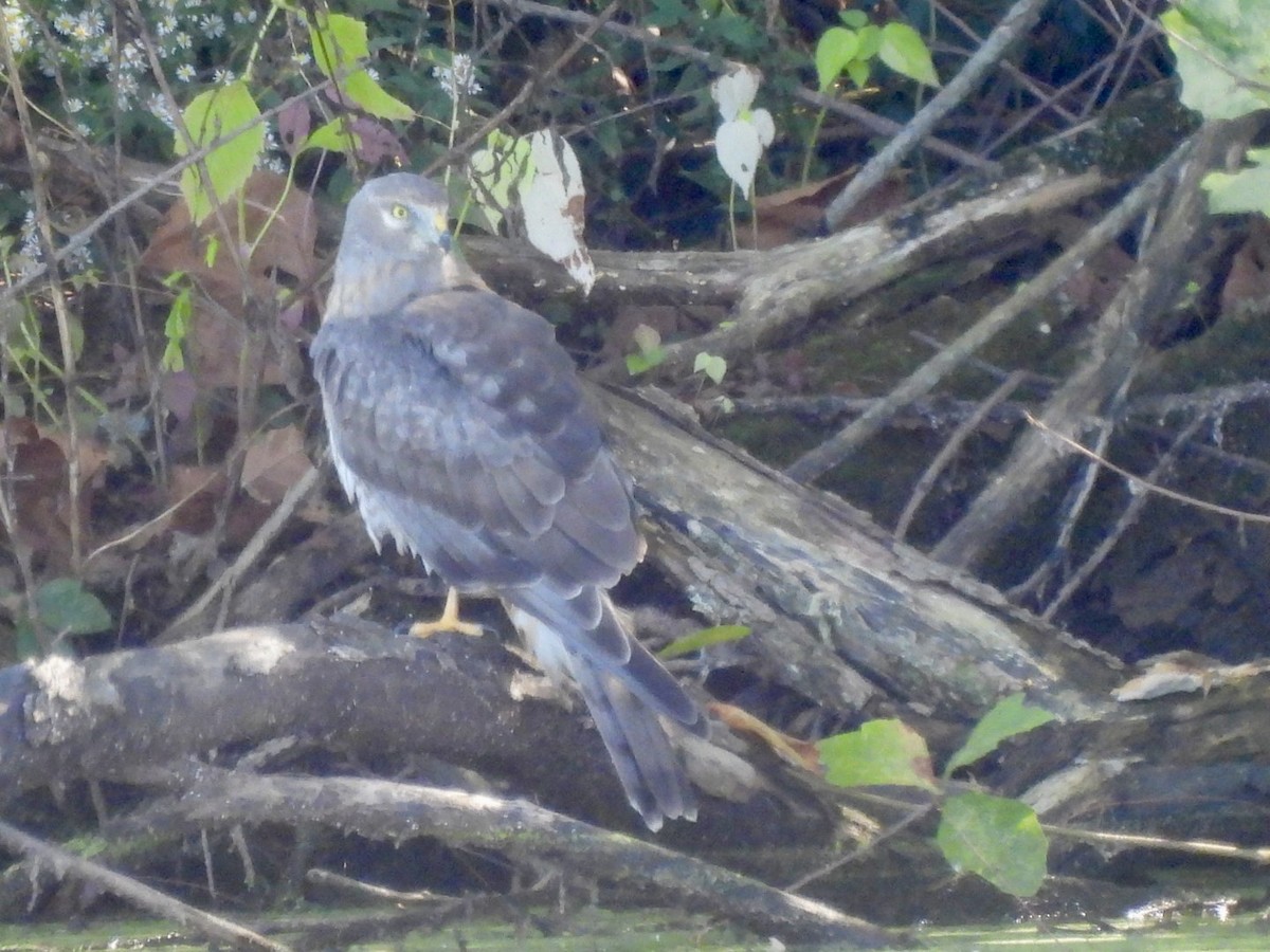 Northern Harrier - ML643291680