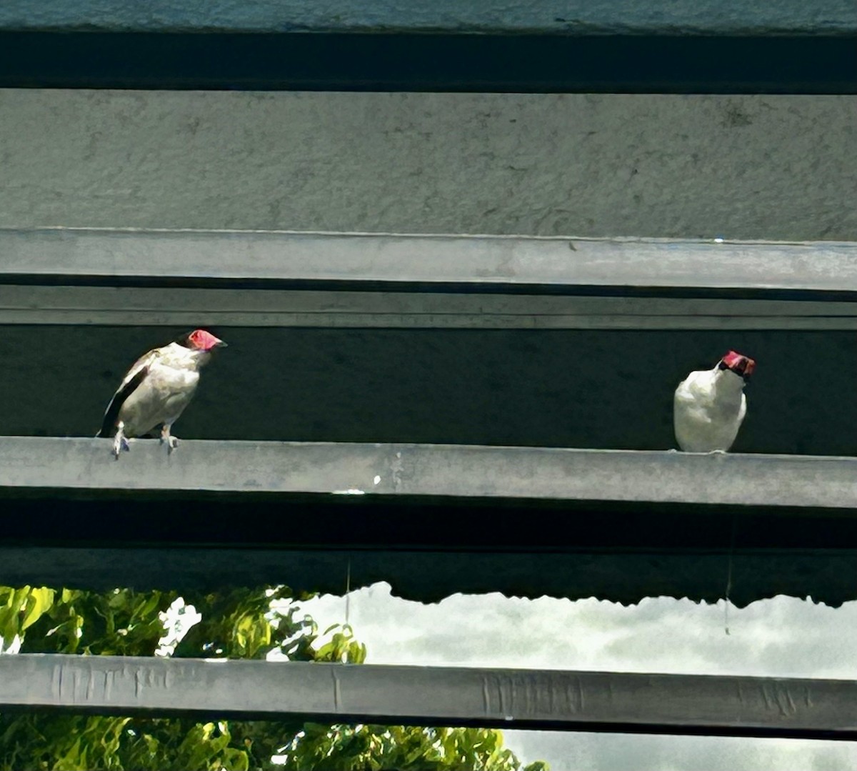 Masked Tityra - ML643291686