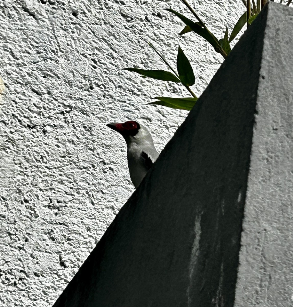 Masked Tityra - ML643291687