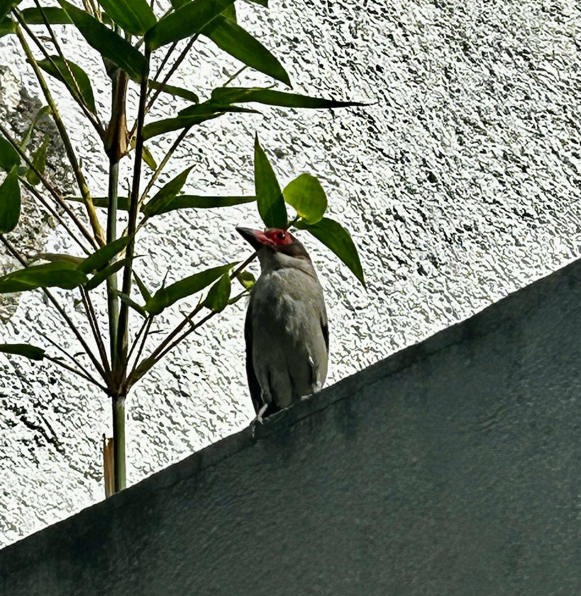 Masked Tityra - ML643291688