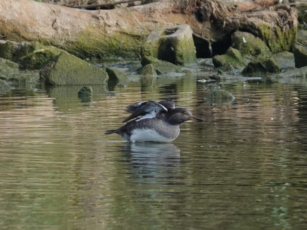 Başlıklı Tarakdiş - ML643291689