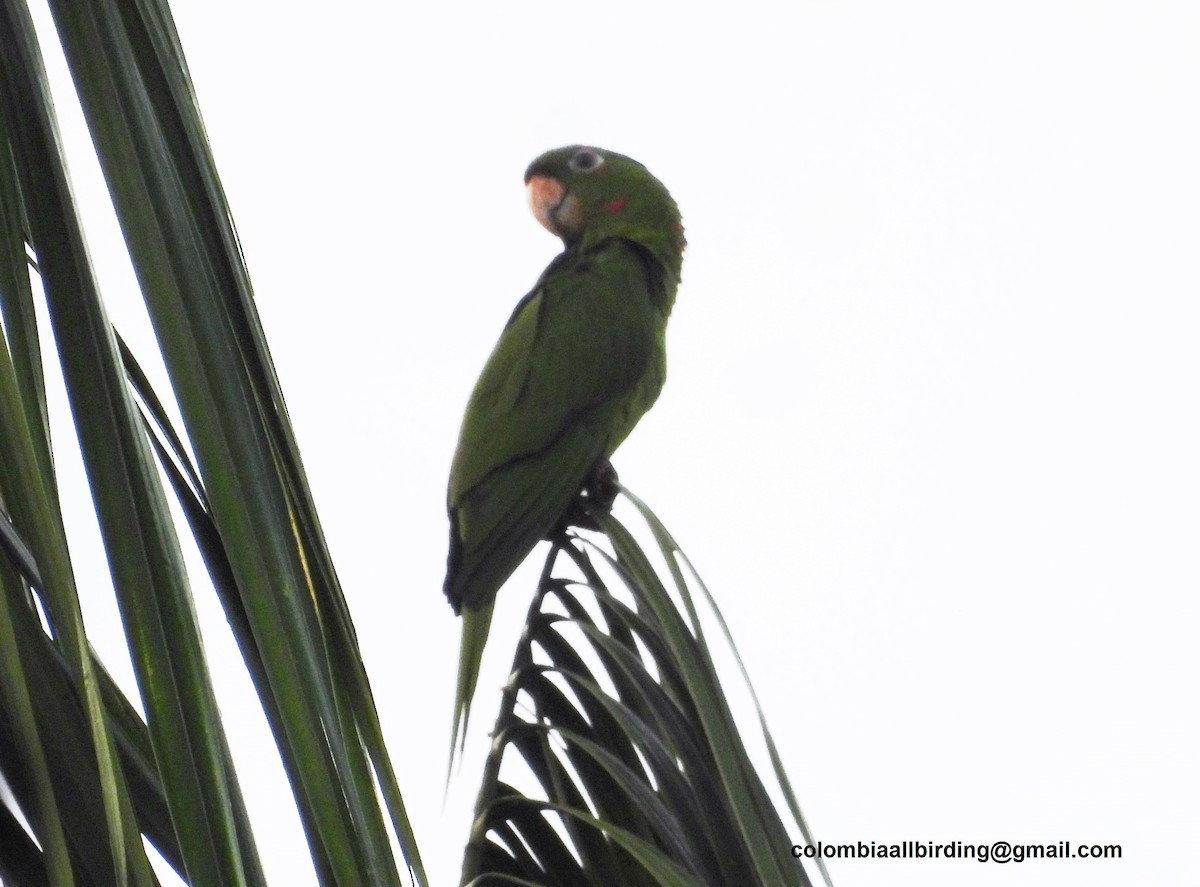 Conure pavouane - ML643291695