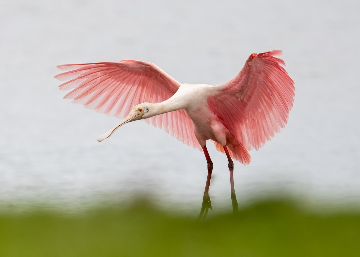 Roseate Spoonbill - ML643291704