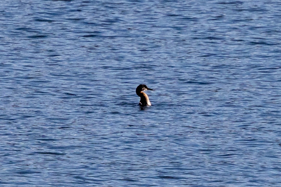 Red-necked Grebe - ML643291728
