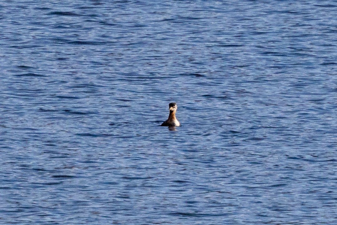 Red-necked Grebe - ML643291729