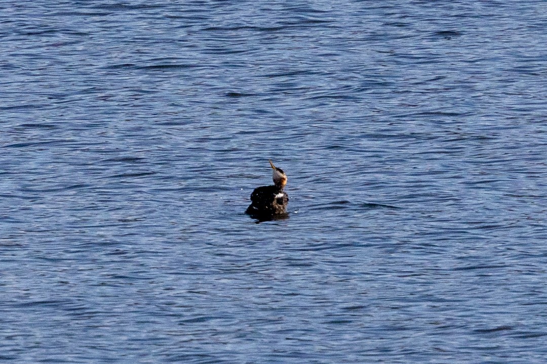 Red-necked Grebe - ML643291730