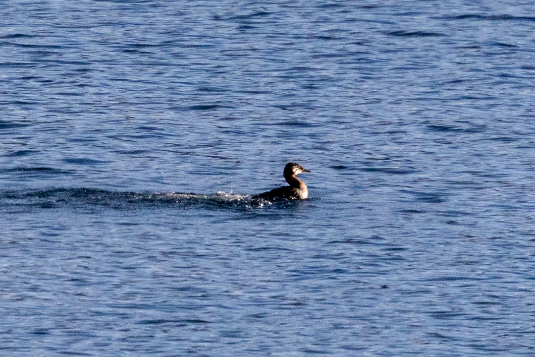 Red-necked Grebe - ML643291731