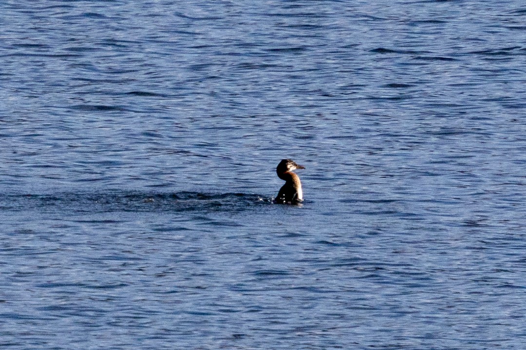 Red-necked Grebe - ML643291732