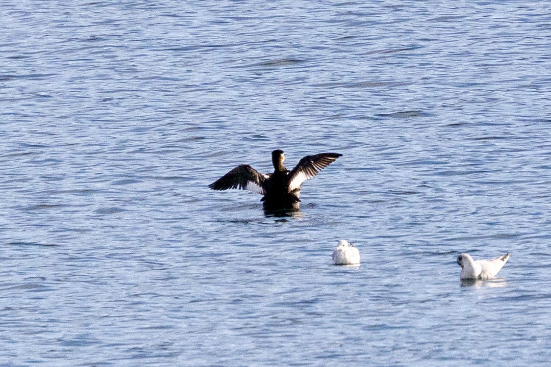 Red-necked Grebe - ML643291733