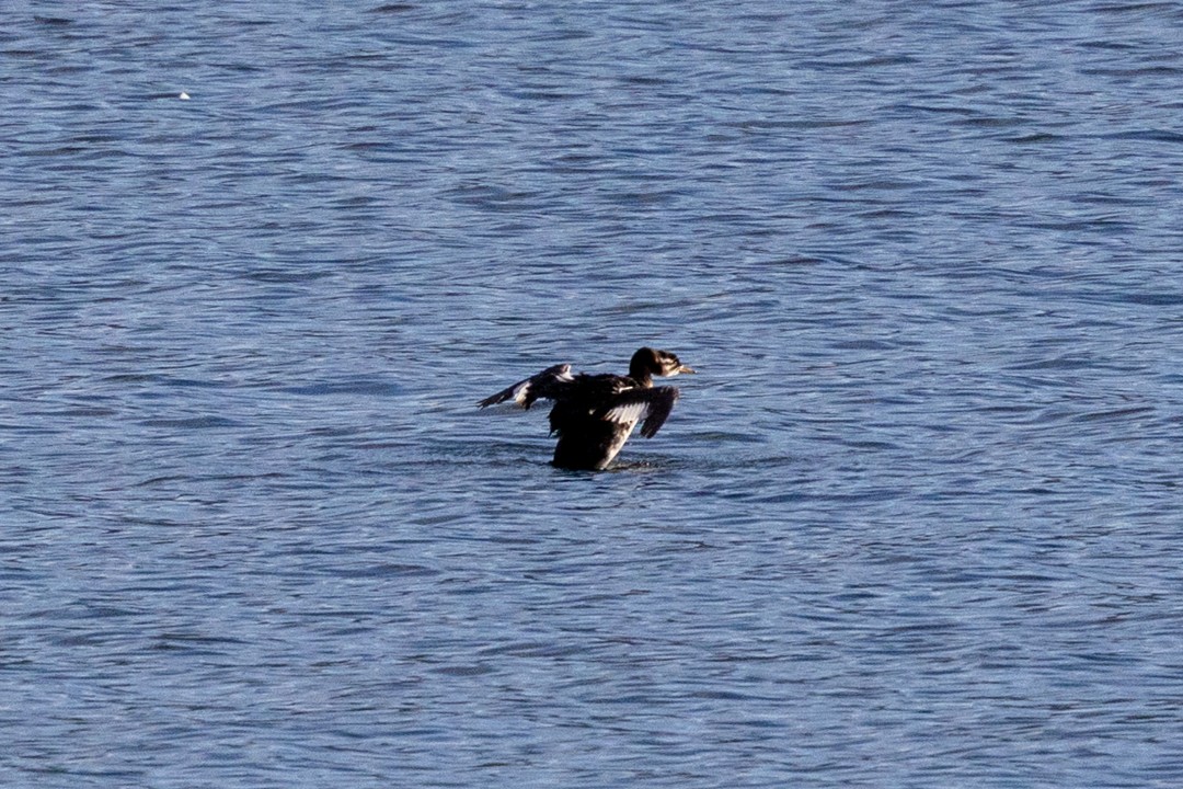 Red-necked Grebe - ML643291734