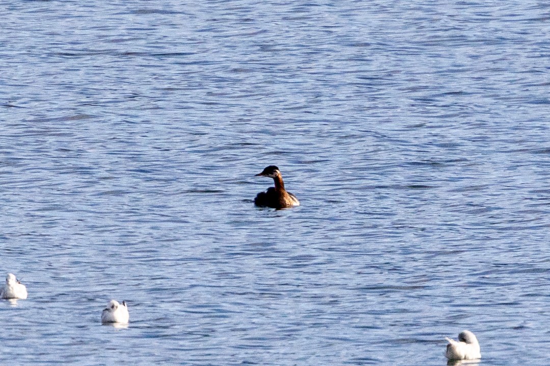 Red-necked Grebe - ML643291735