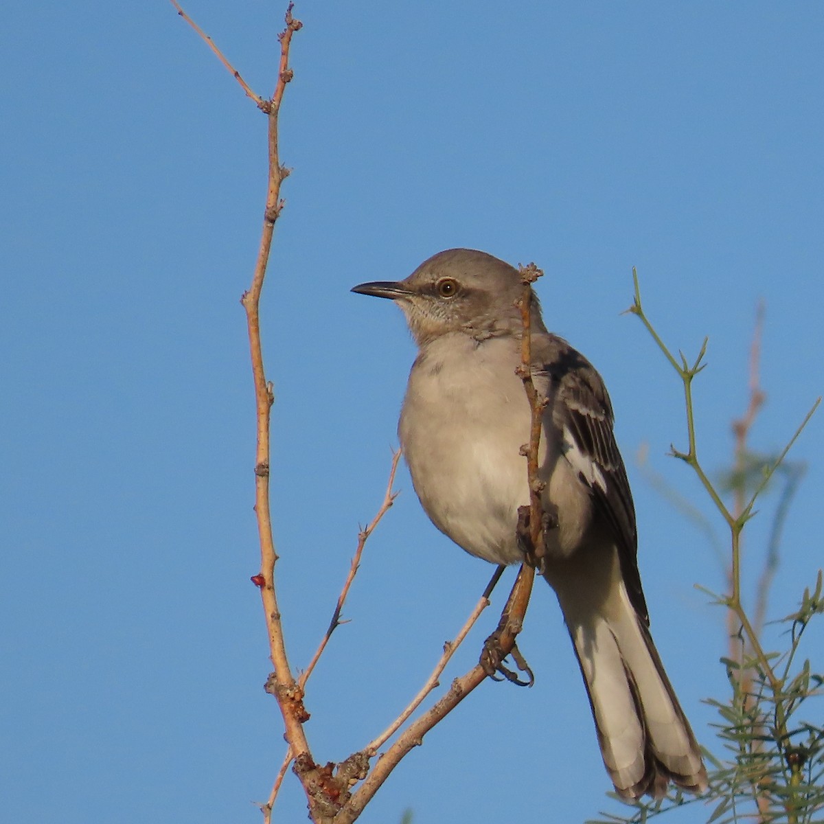 Northern Mockingbird - ML643291754