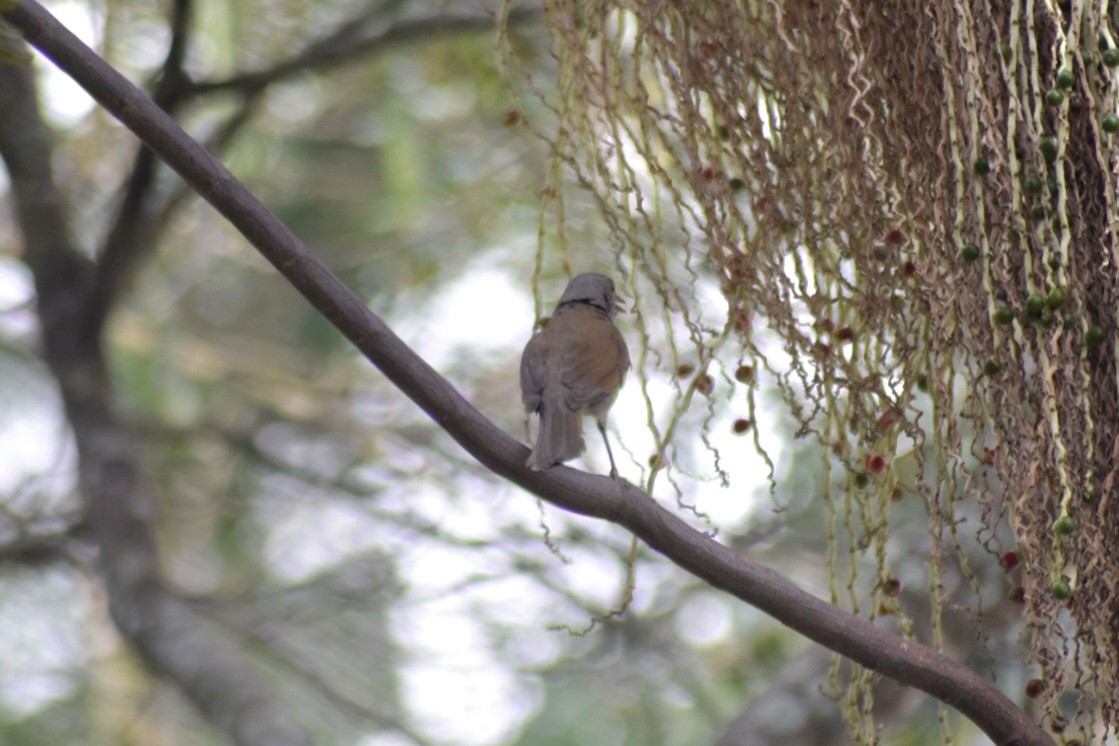 Pale-breasted Thrush - ML643291760