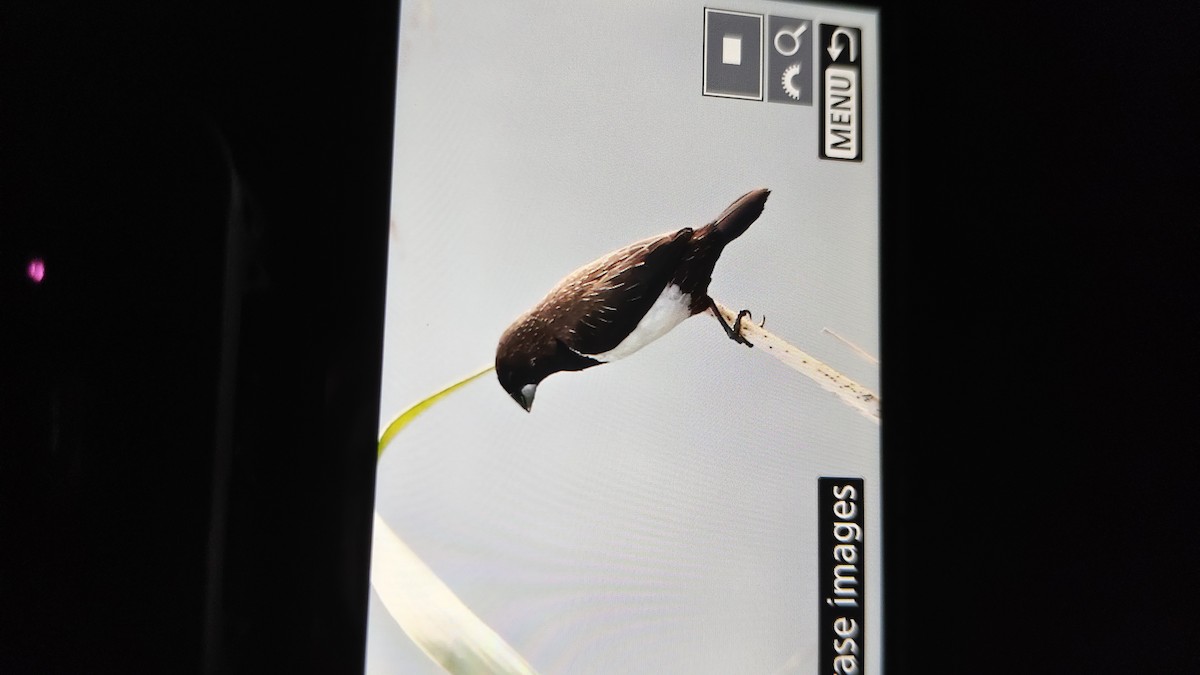 White-rumped Munia - ML643291771