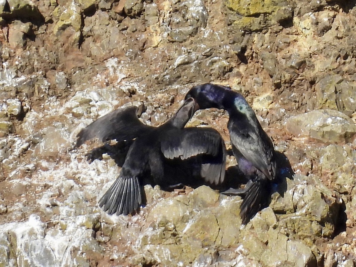 Pelagic Cormorant - ML643291778