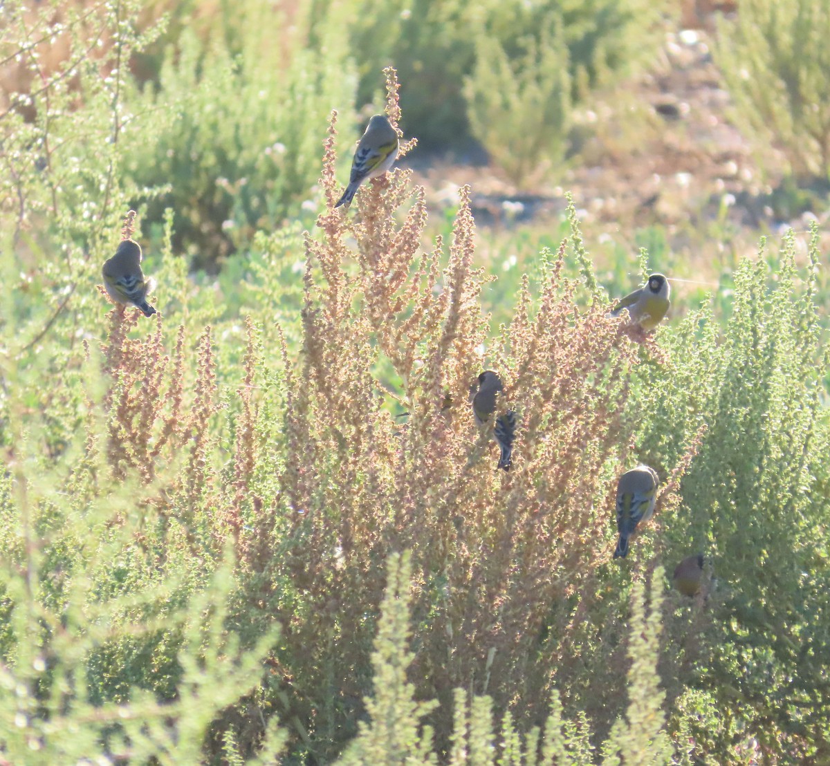 Lawrence's Goldfinch - ML643291787
