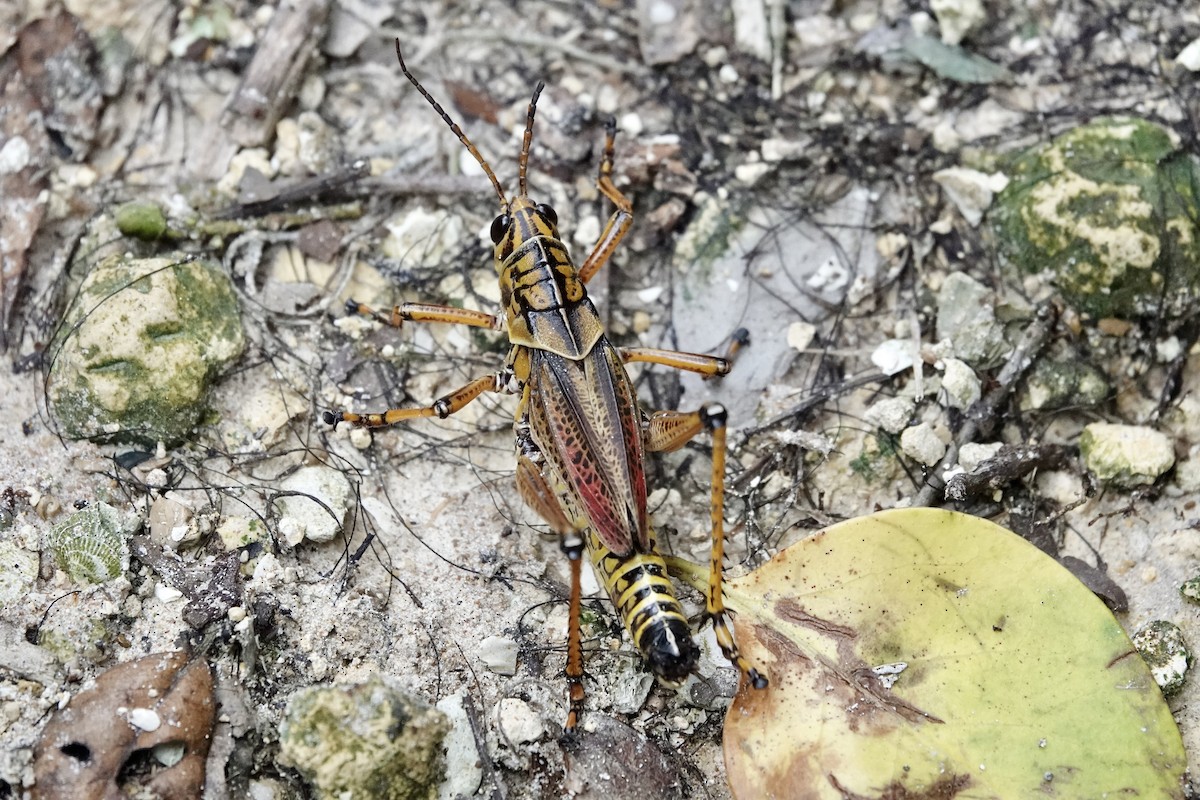 Eastern Lubber Grasshopper - ML643291802