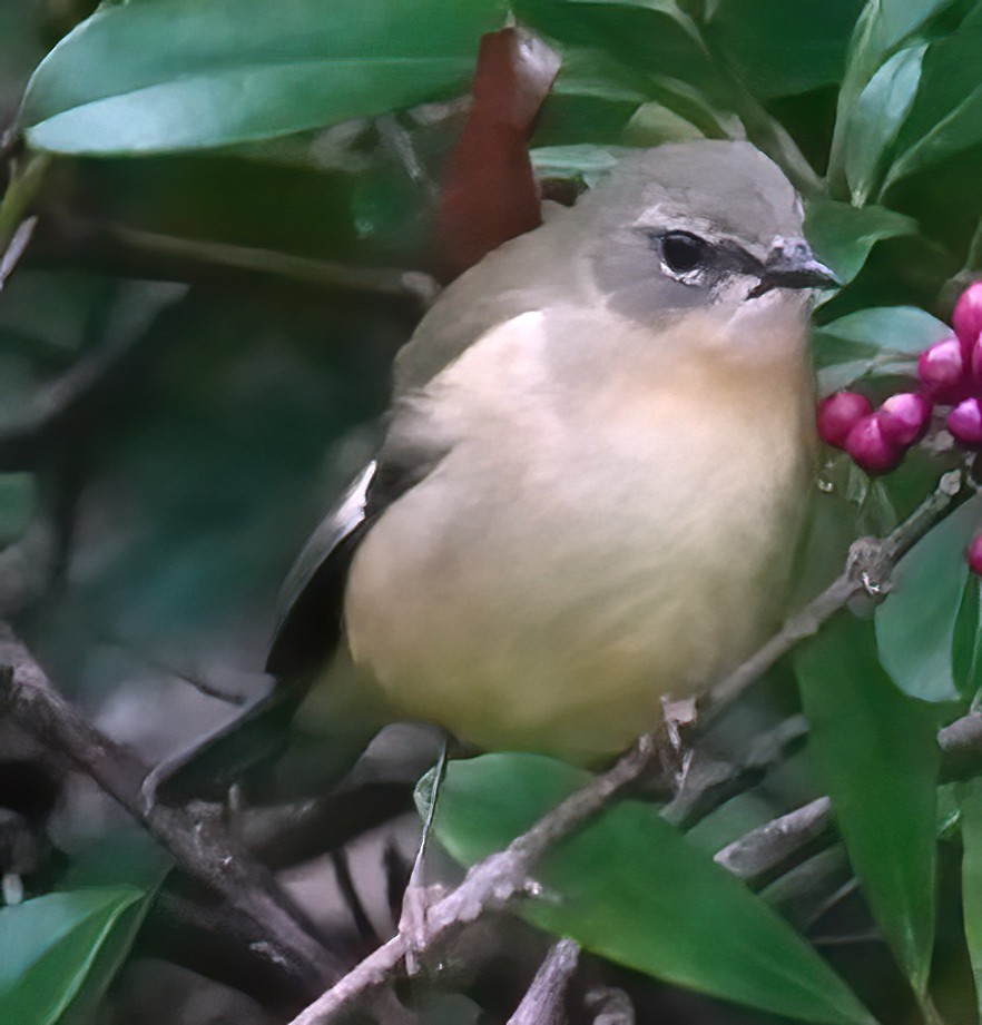 Black-throated Blue Warbler - ML643291806