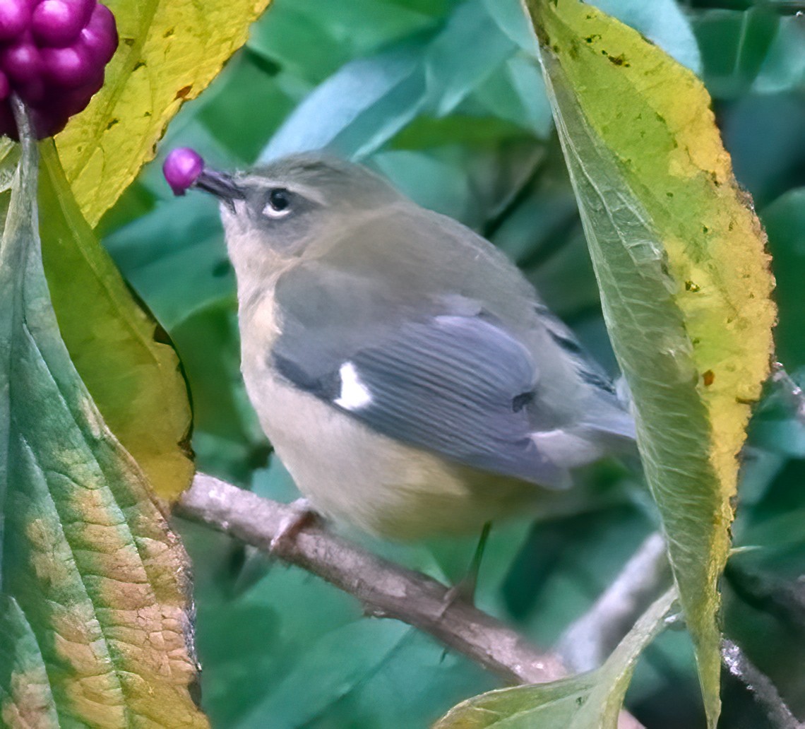 Black-throated Blue Warbler - ML643291807