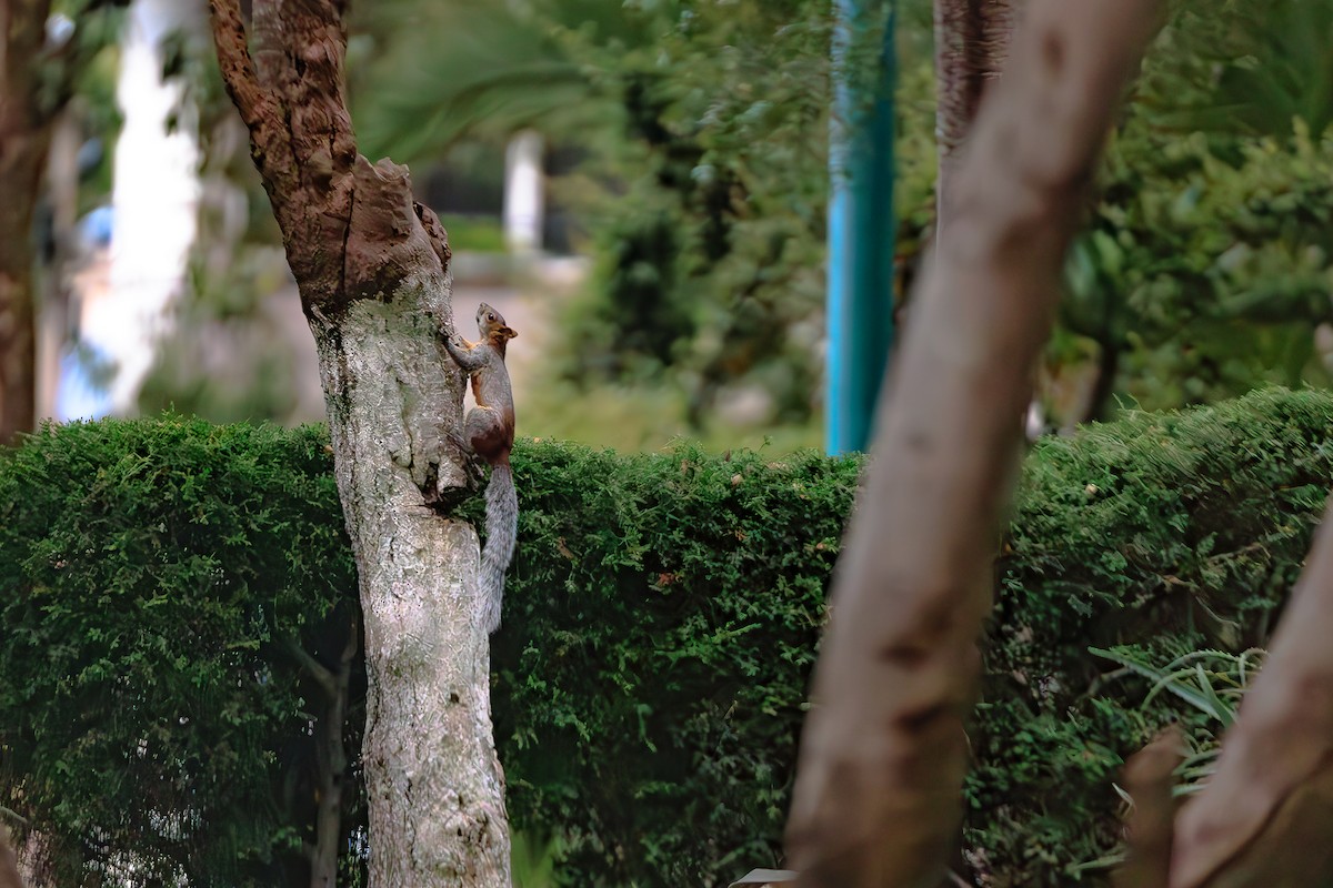 Animals - ML643291815