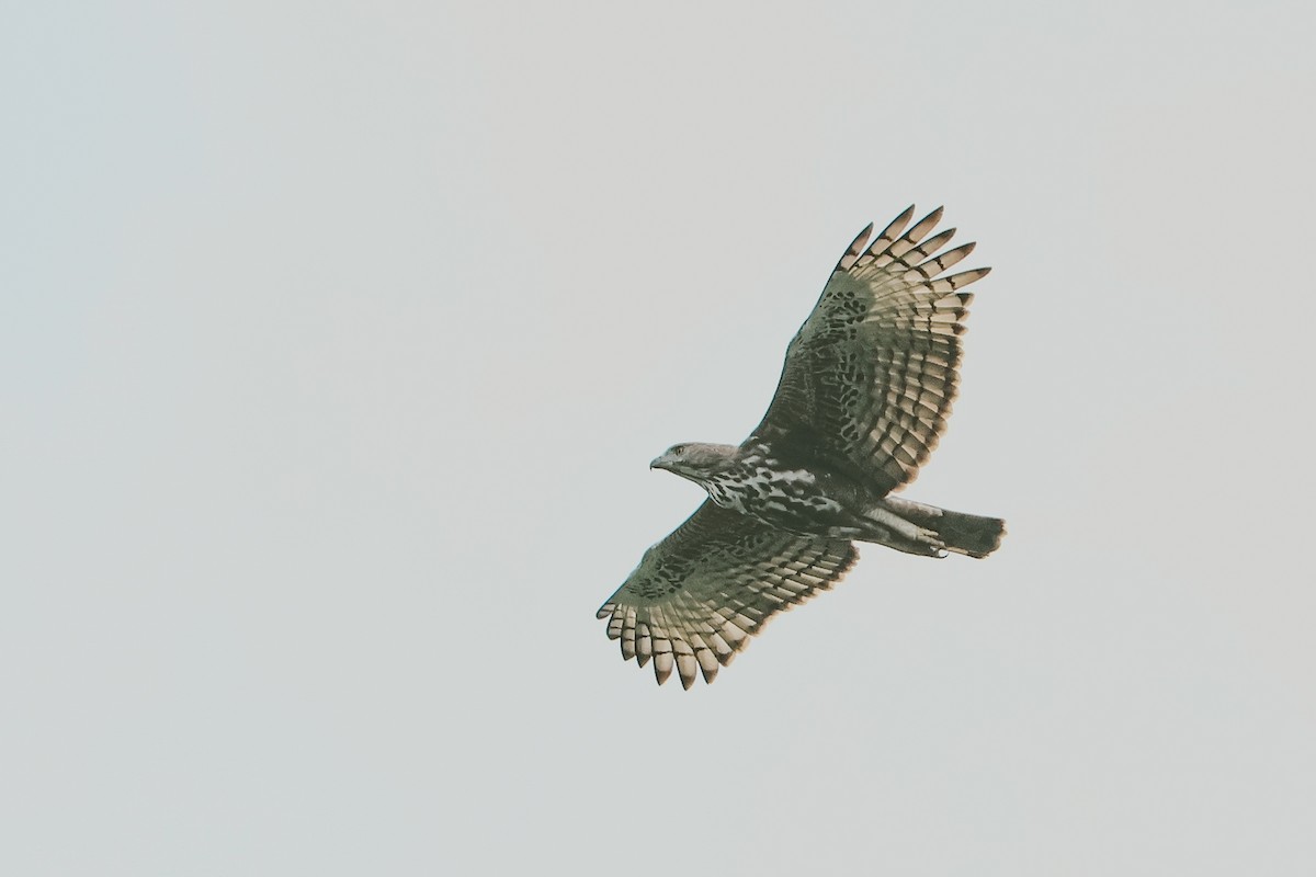 Changeable Hawk-Eagle - ML643291825