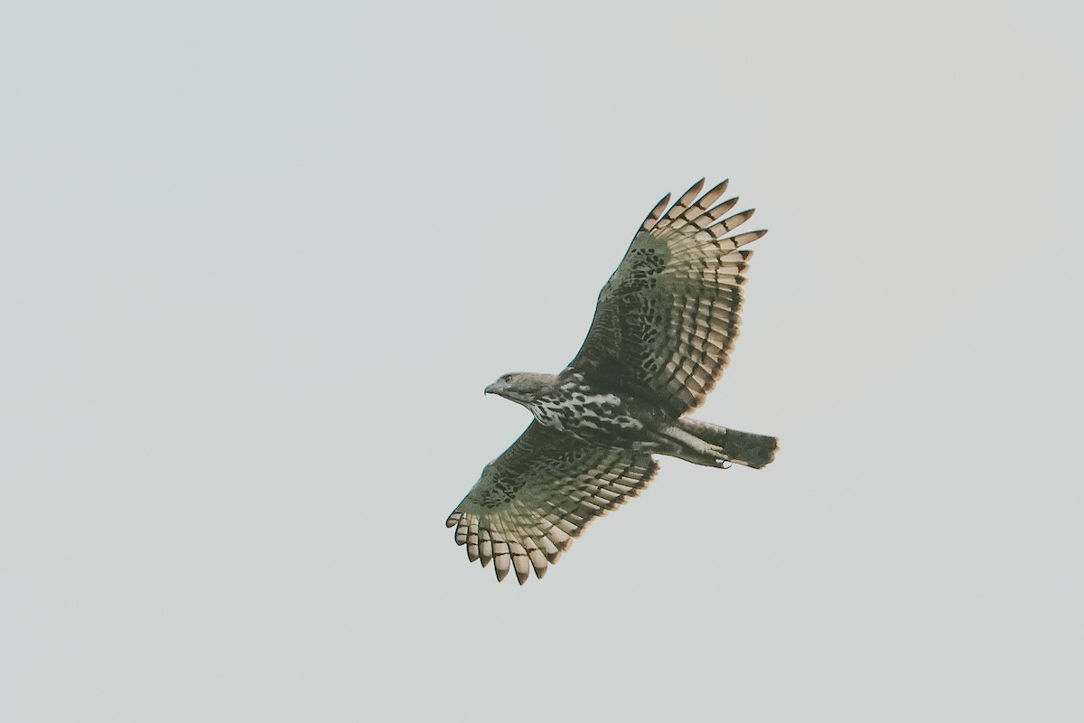 Changeable Hawk-Eagle - ML643291826
