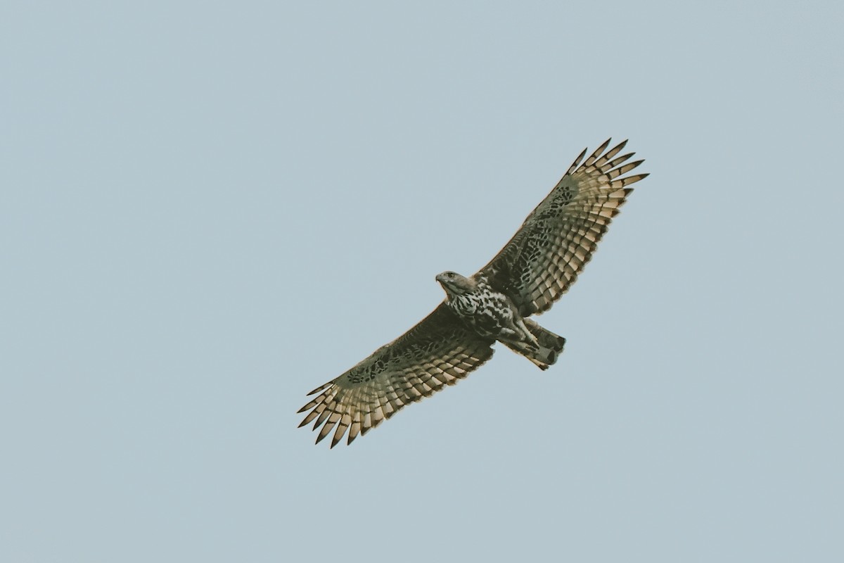 Changeable Hawk-Eagle - ML643291827