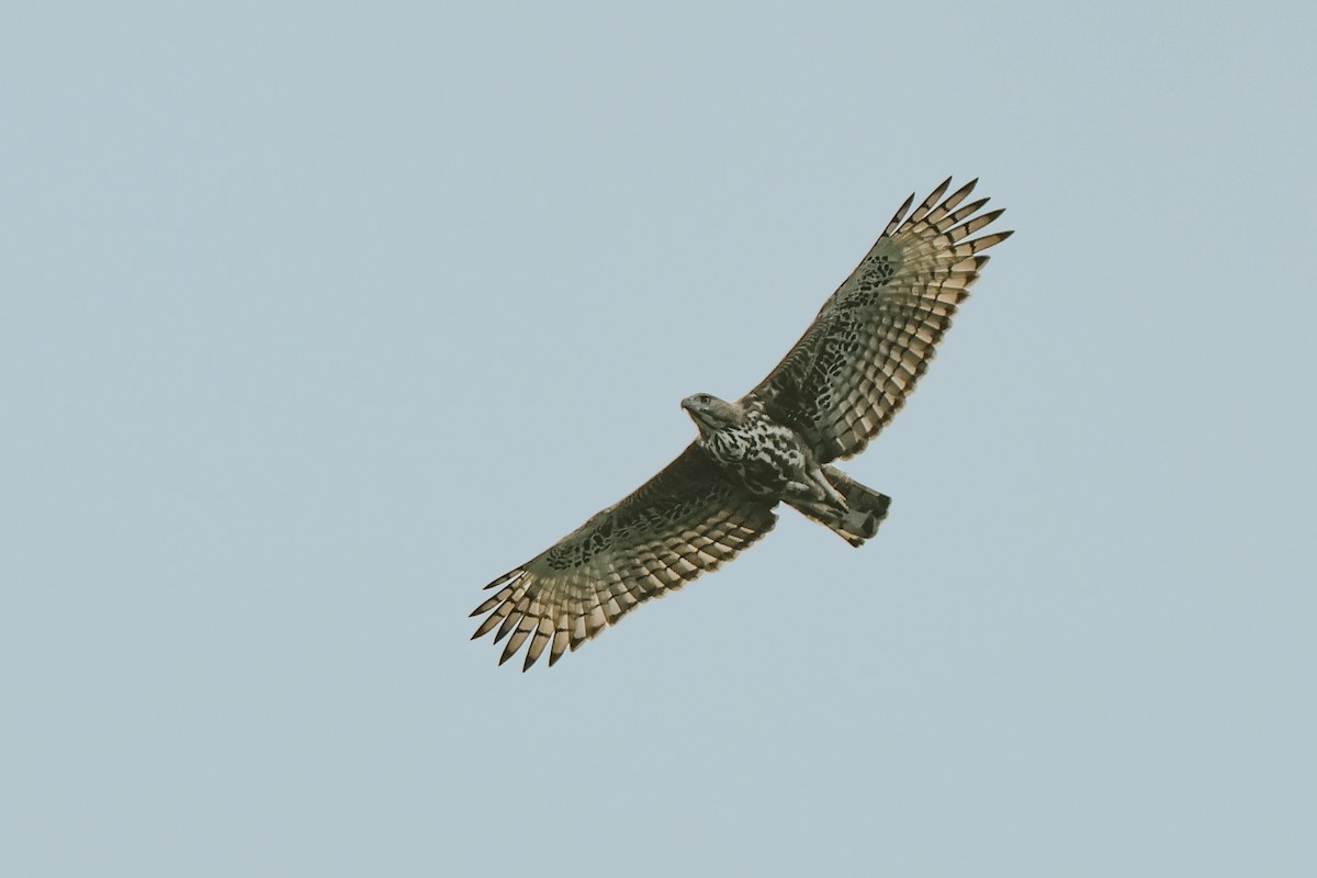 Changeable Hawk-Eagle - ML643291828