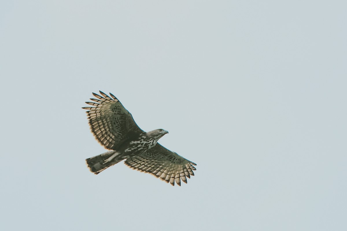 Changeable Hawk-Eagle - ML643291829