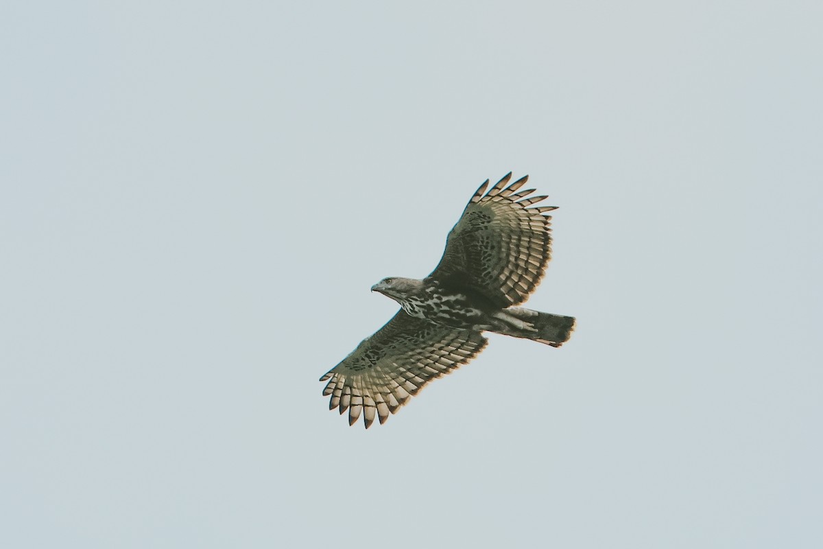 Changeable Hawk-Eagle - ML643291830