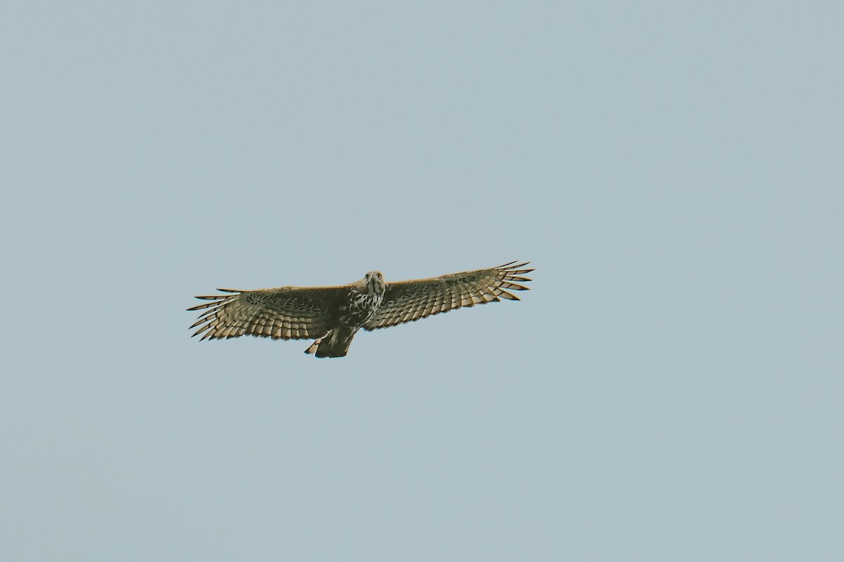 Changeable Hawk-Eagle - ML643291832