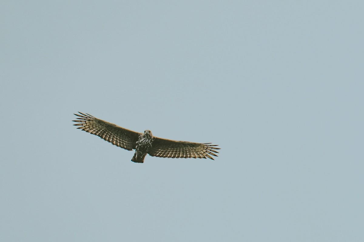 Changeable Hawk-Eagle - ML643291833