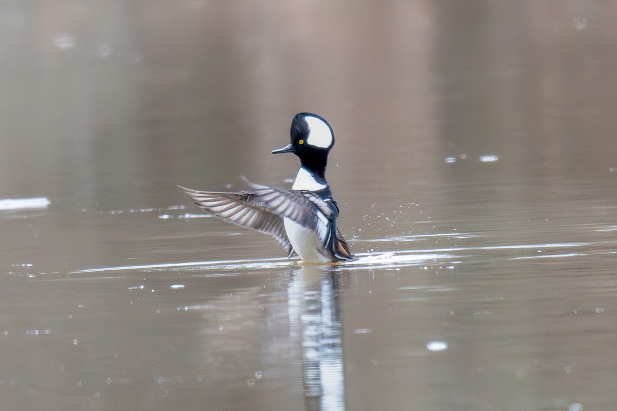 Hooded Merganser - ML643291834