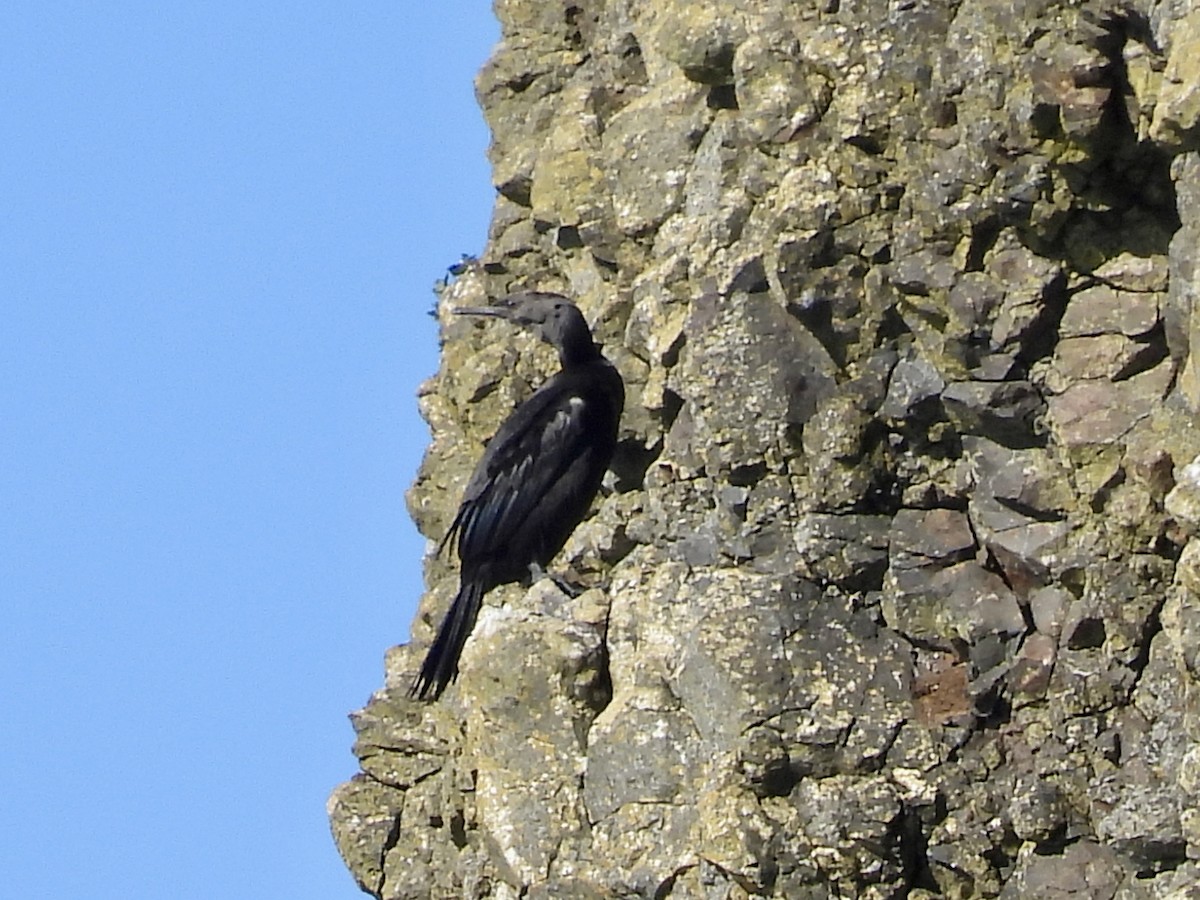 Pelagic Cormorant - ML643291855