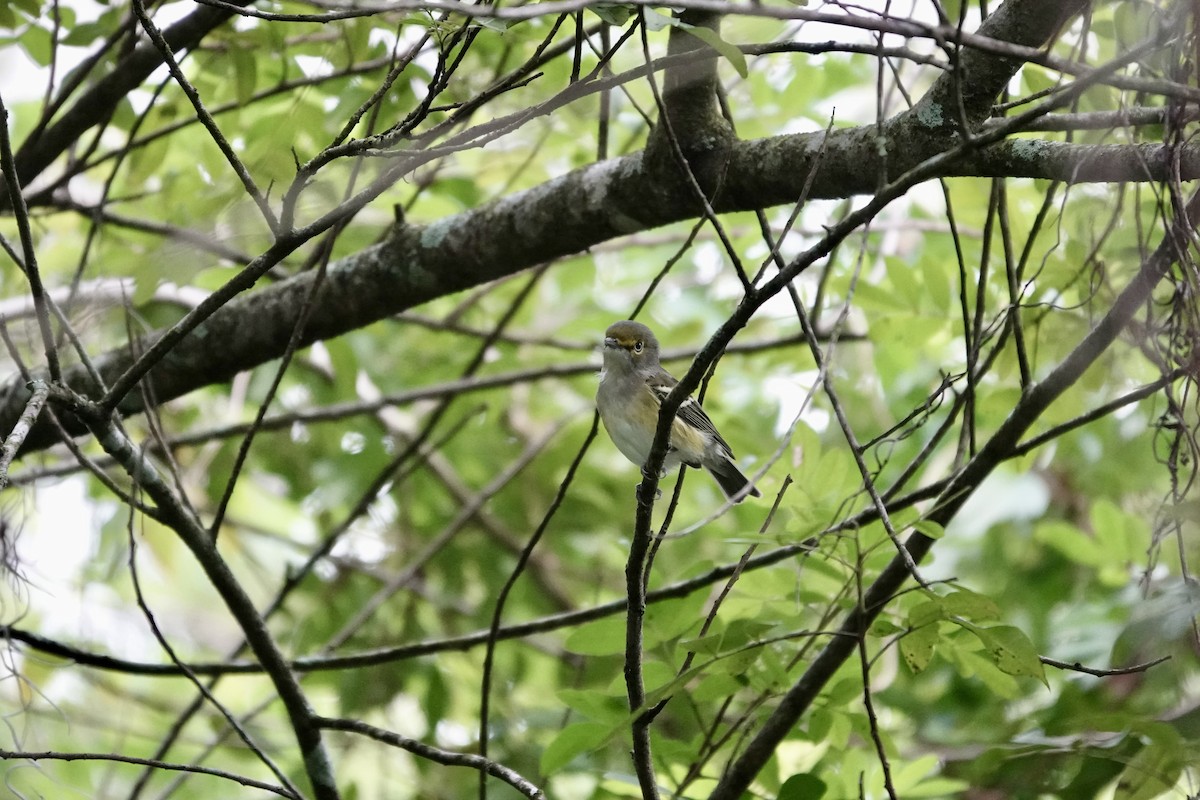 White-eyed Vireo - ML643291863