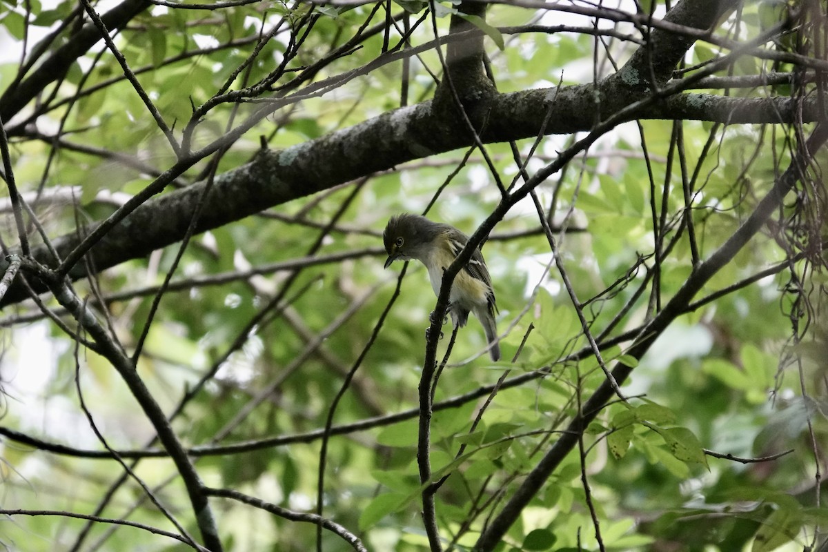 White-eyed Vireo - ML643291865