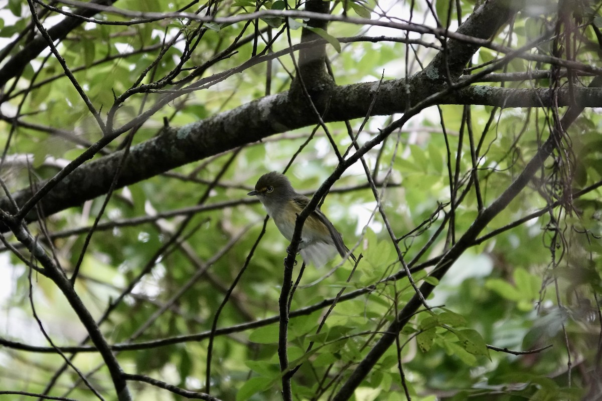 White-eyed Vireo - ML643291866
