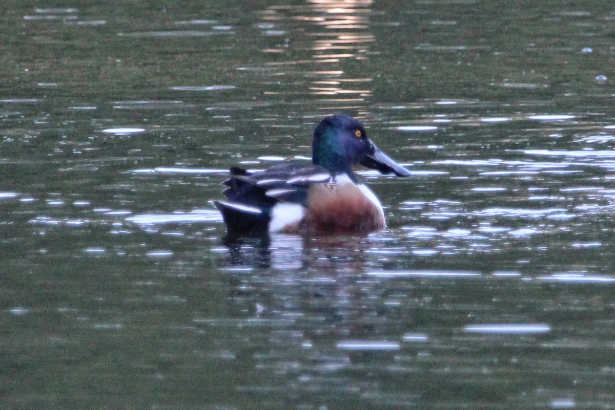 מרית צפונית - ML643291868