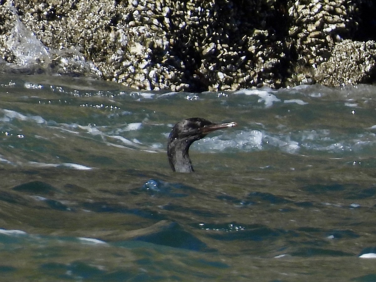 Pelagic Cormorant - ML643291871