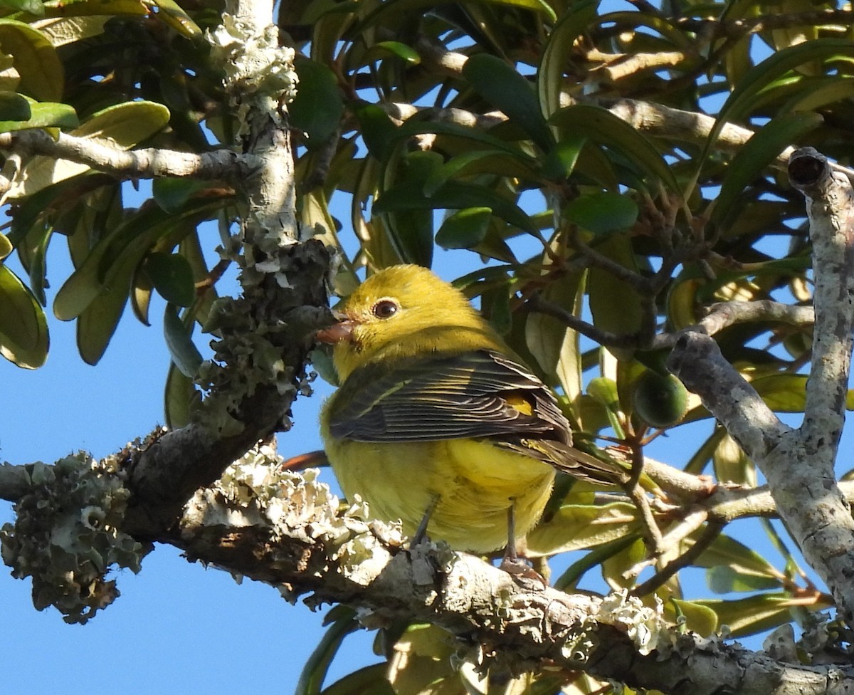 Scarlet Tanager - ML643291872