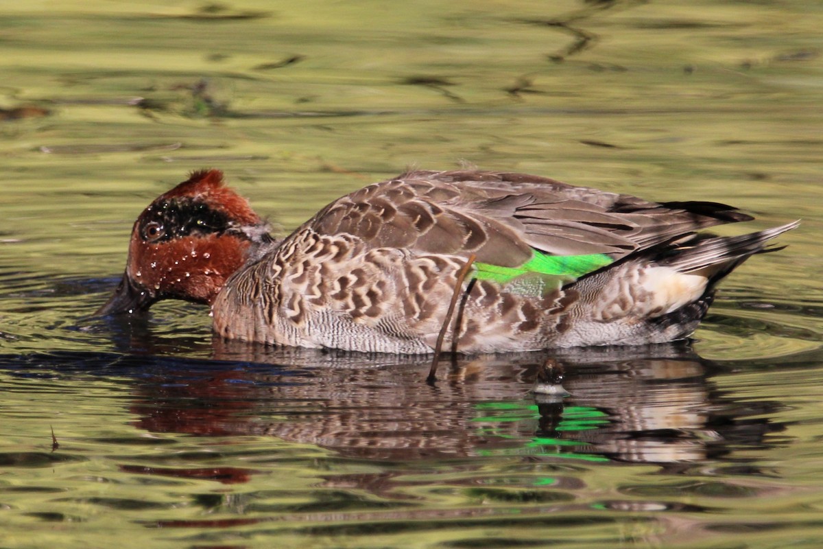 שרשיר - ML643291875