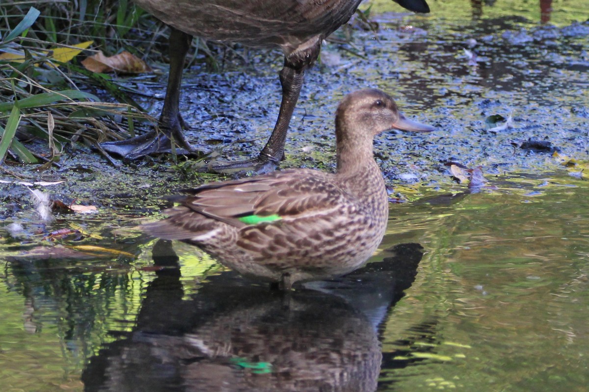 שרשיר - ML643291876