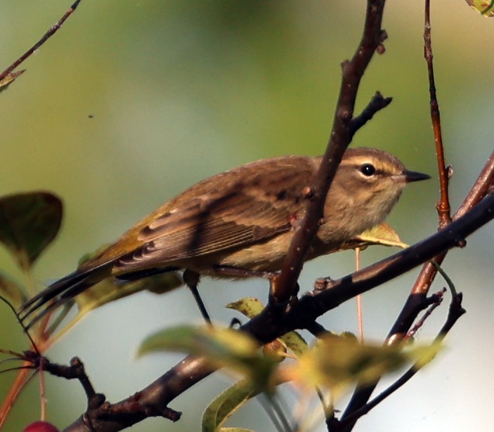 Palm Warbler - ML643291877