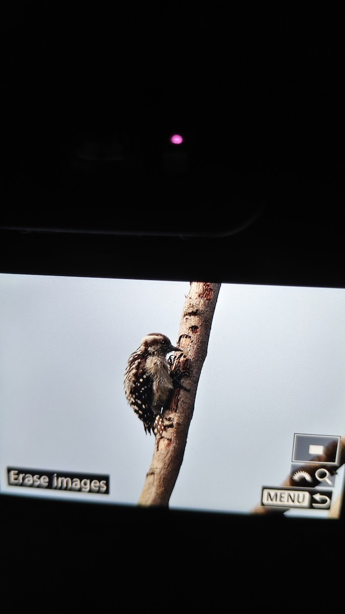 Brown-capped Pygmy Woodpecker - ML643291884