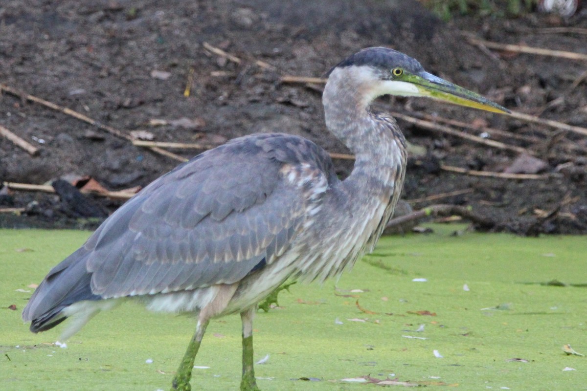 אנפה אמריקנית - ML643291885