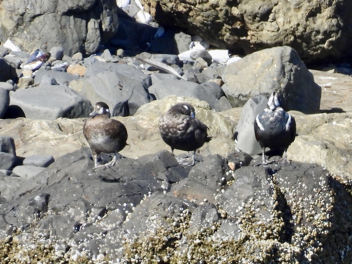 Harlequin Duck - ML643291892
